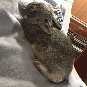 Meet your Posher, Rusty